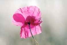 poppy